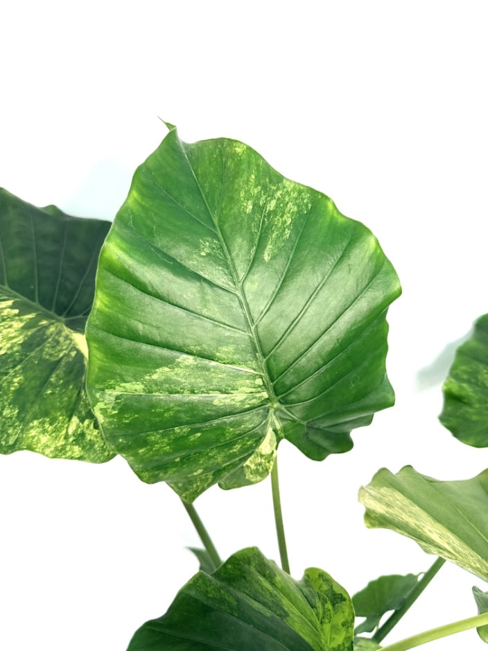 Alocasia_OdoraVariegata_Aurea_XL