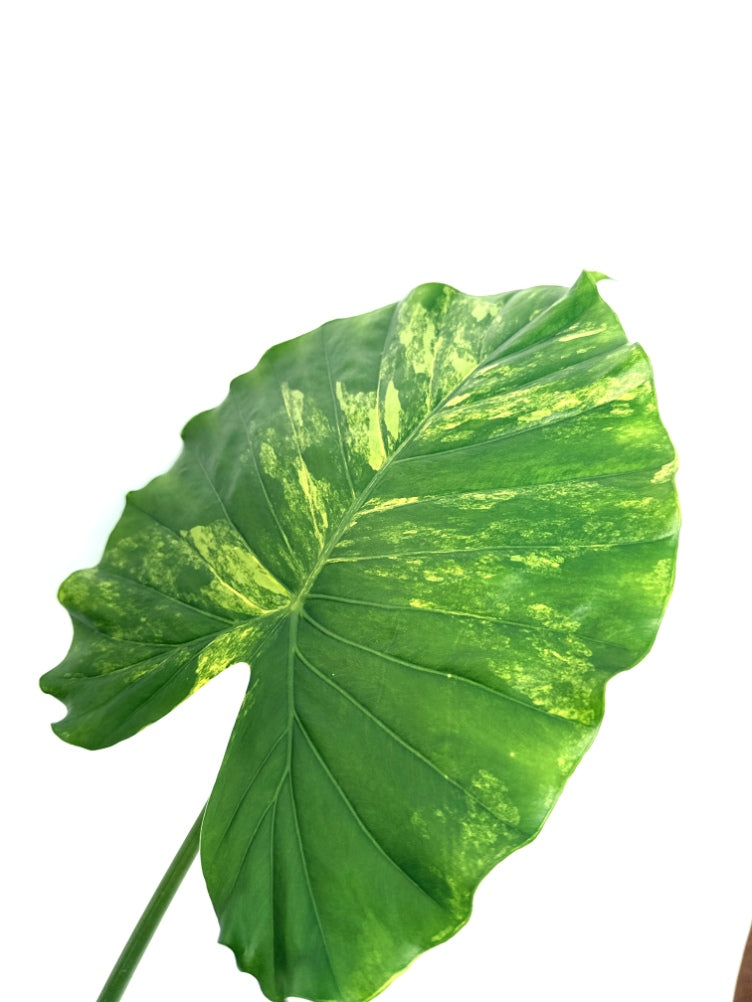 Alocasia_OdoraVariegata_Aurea_XL