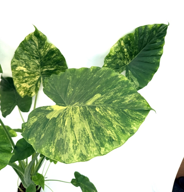 Alocasia_OdoraVariegata_Aurea_XL