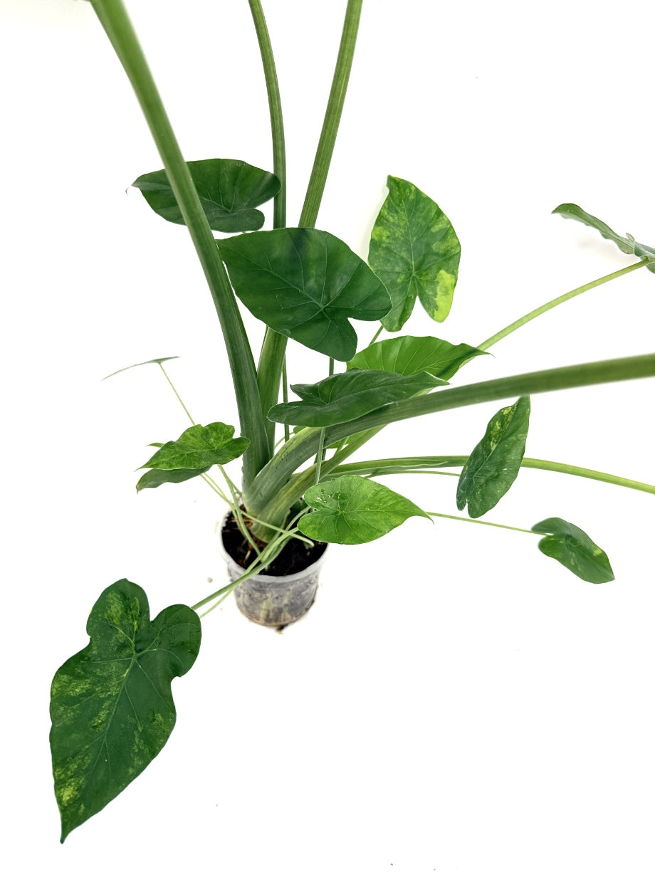 Alocasia_OdoraVariegata_Aurea_XL