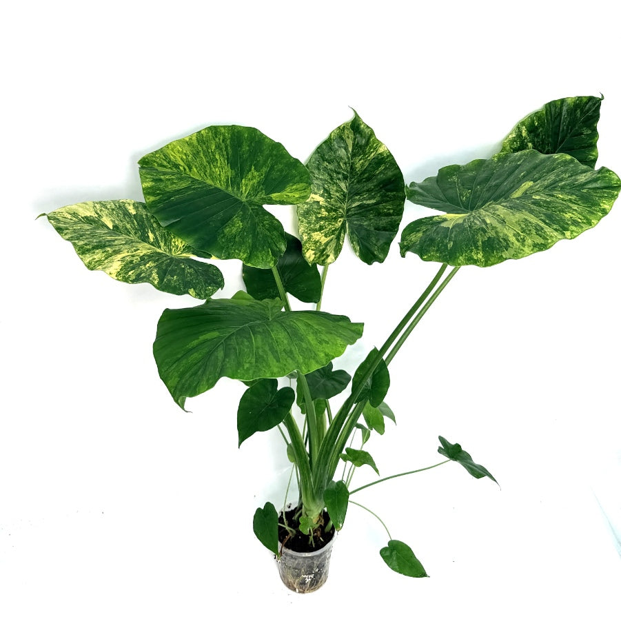 Alocasia_OdoraVariegata_Aurea_XL