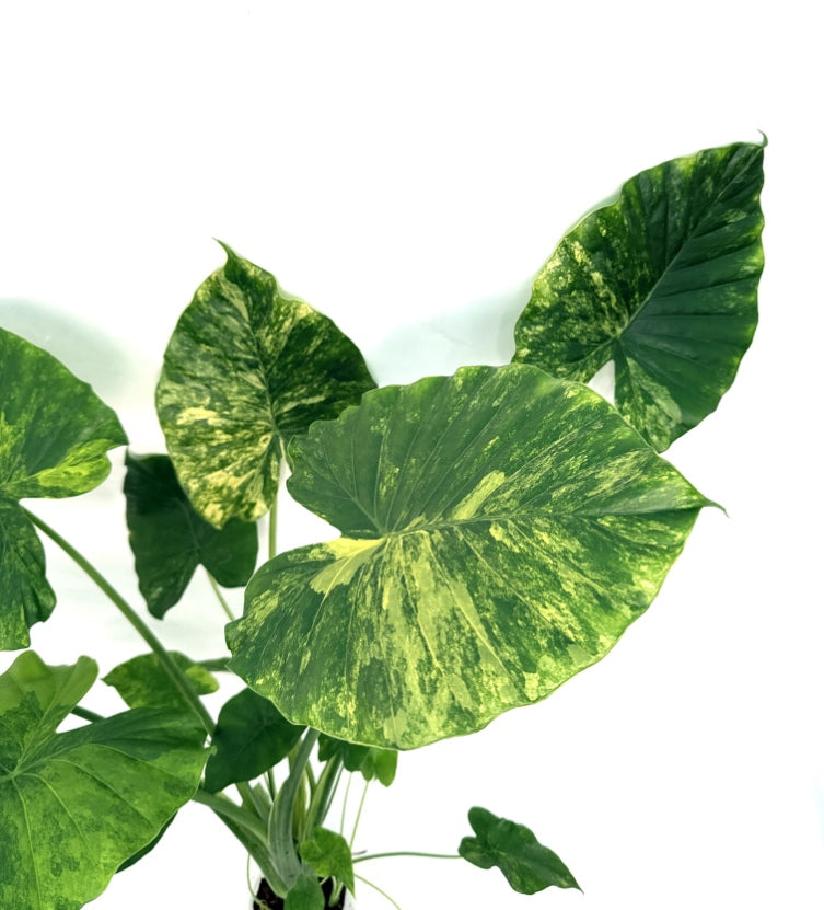 Alocasia_OdoraVariegata_Aurea_XL