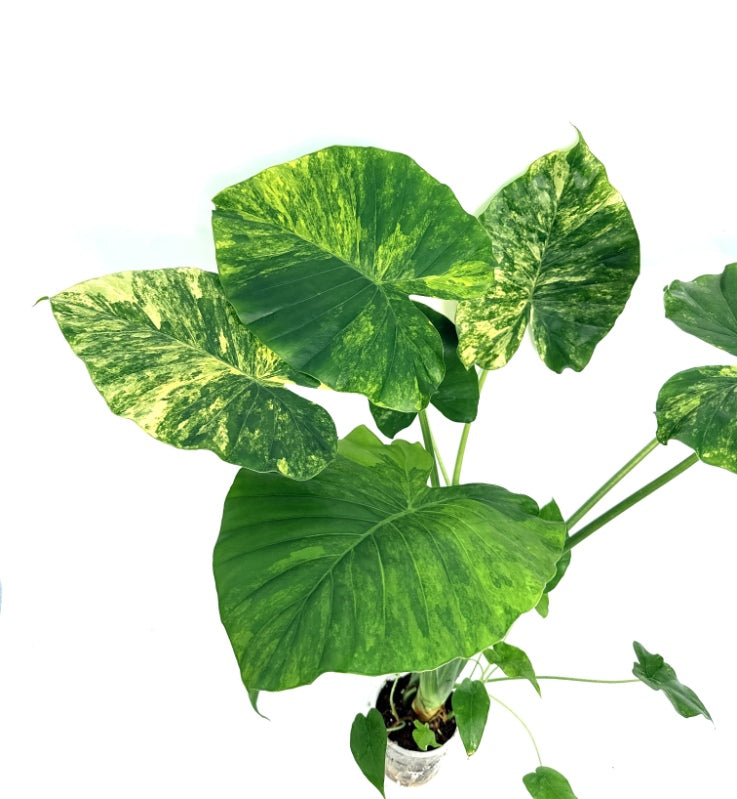 Alocasia_OdoraVariegata_Aurea_XL