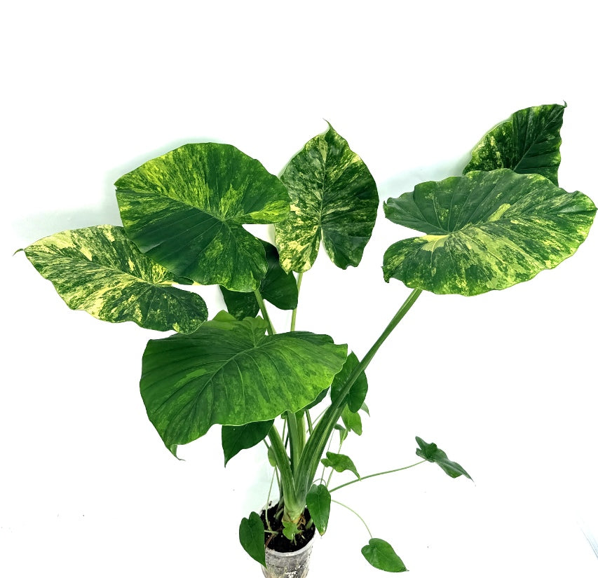 Alocasia_OdoraVariegata_Aurea_XL