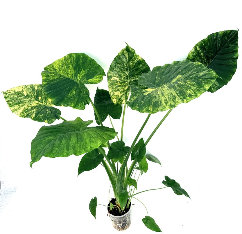 Alocasia_OdoraVariegata_Aurea_XL