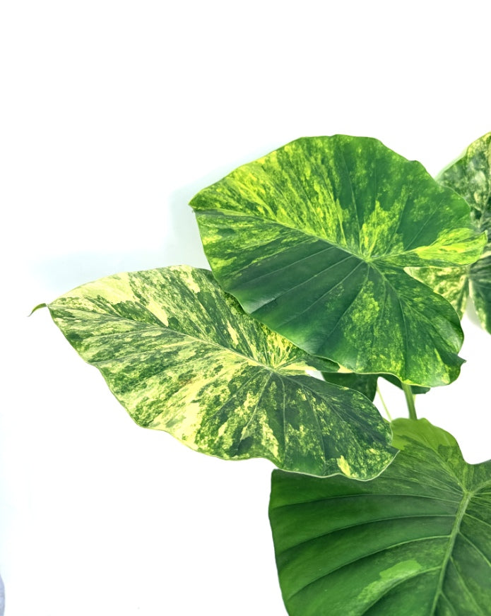 Alocasia_OdoraVariegata_Aurea_XL