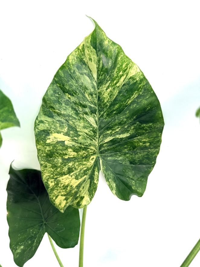 Alocasia_OdoraVariegata_Aurea_XL