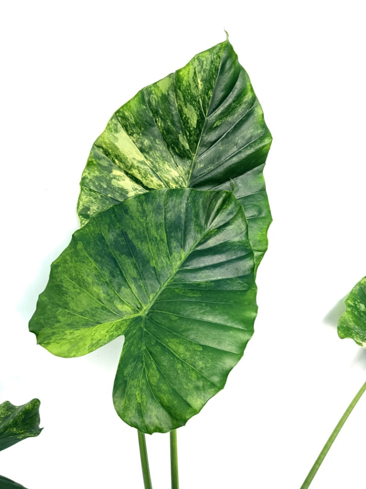 Alocasia_OdoraVariegata_Aurea_XL