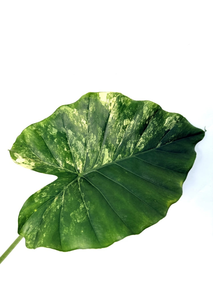 Alocasia_OdoraVariegata_Aurea_XL