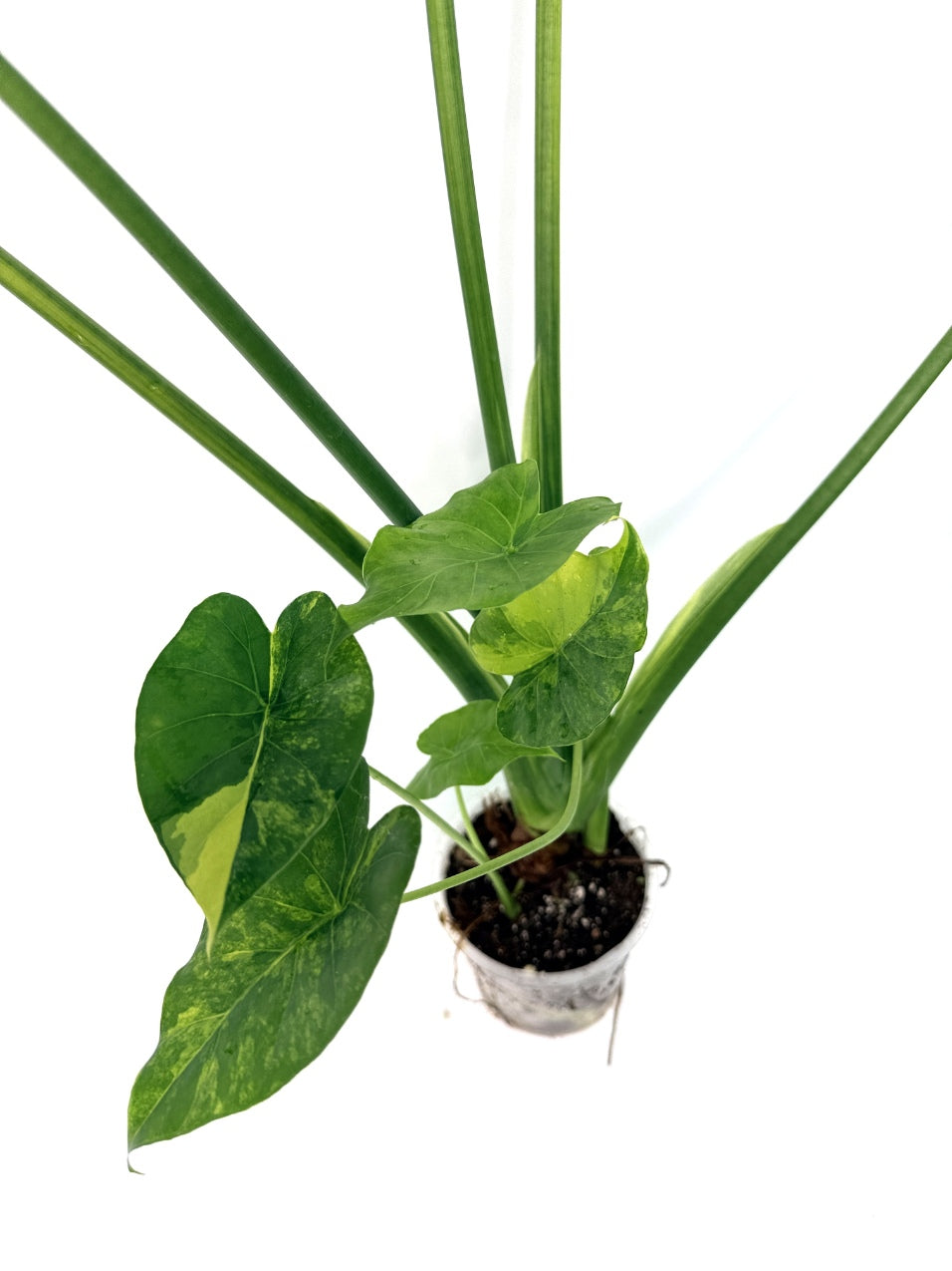 Alocasia_OdoraVariegata_Aurea_XL