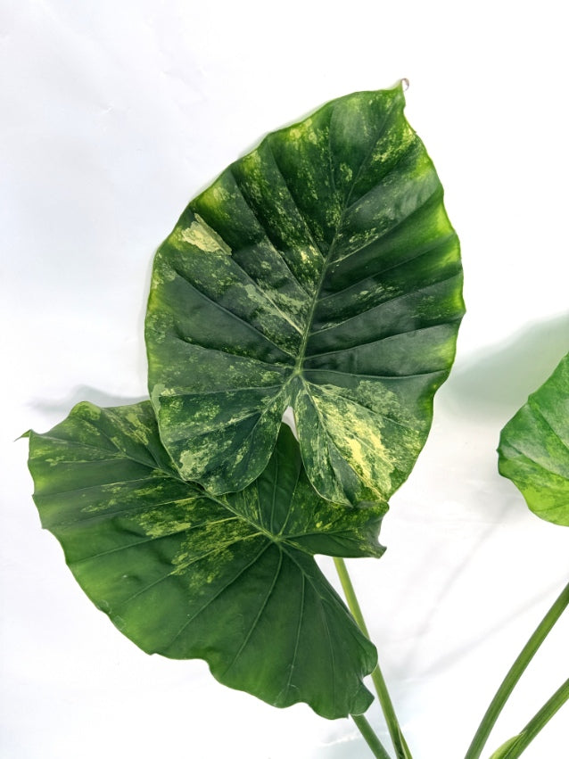 Alocasia_OdoraVariegata_Aurea_XL