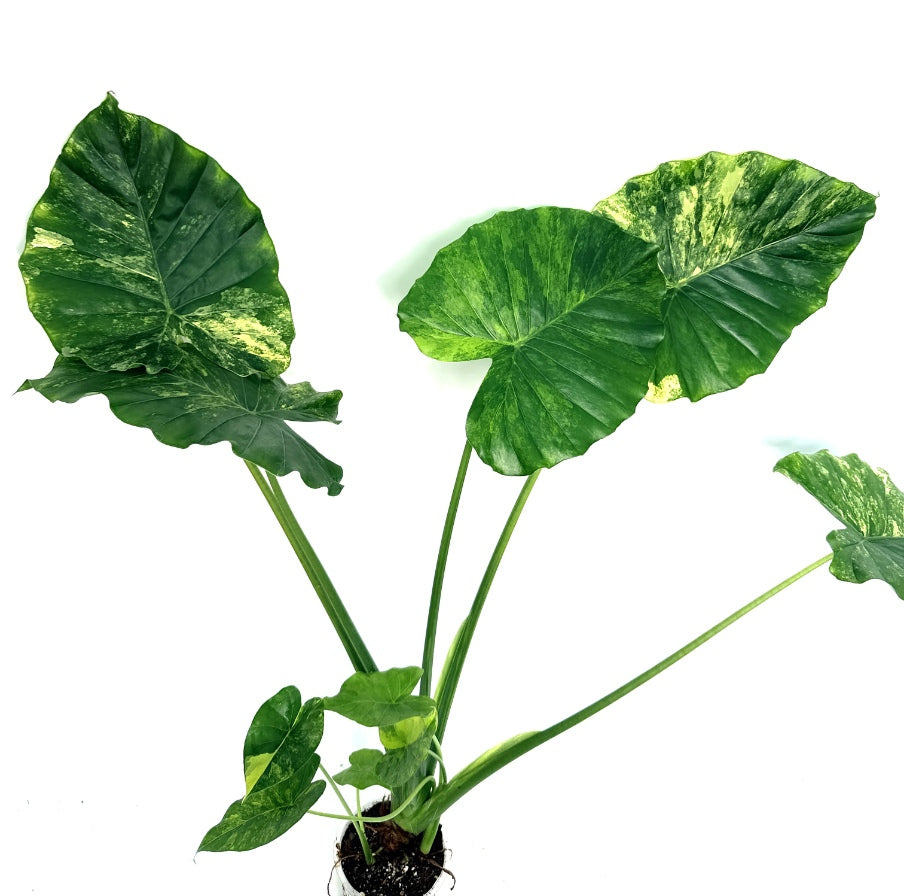 Alocasia_OdoraVariegata_Aurea_XL