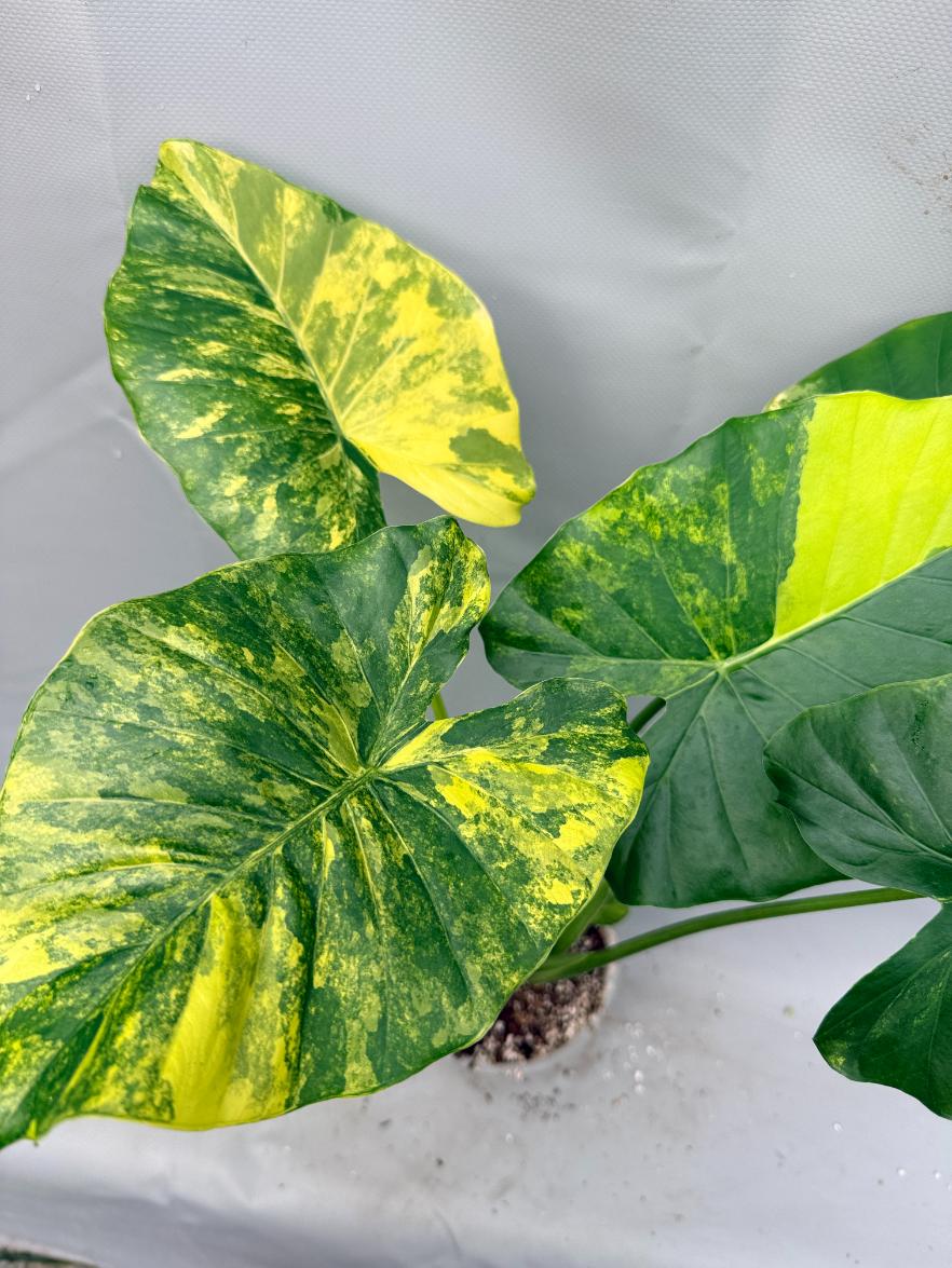 Alocasia Odora Variegata Aurea XL 2