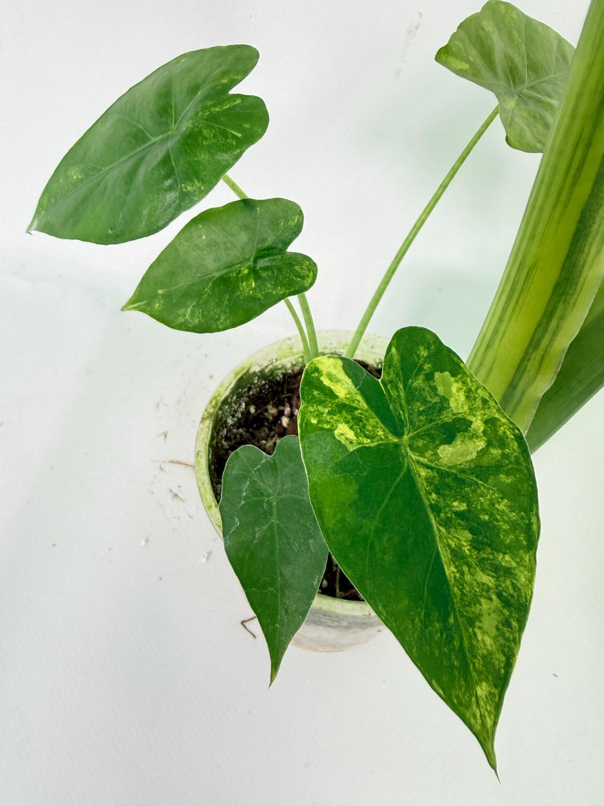 Alocasia Odora Variegata Aurea 09