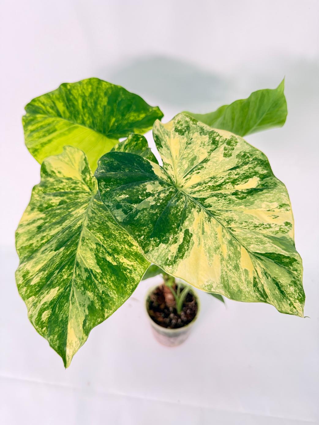 Alocasia Odora Variegata Aurea 10