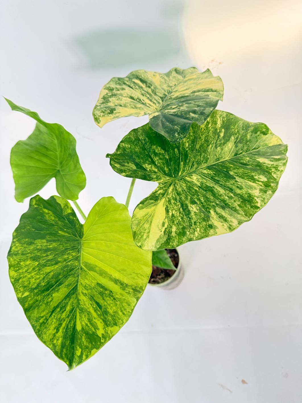 Alocasia Odora Variegata Aurea 01