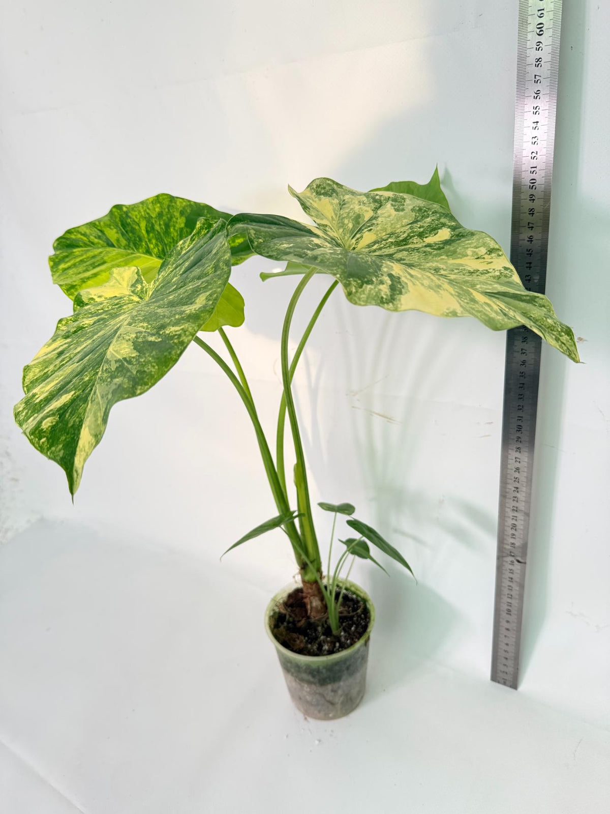 Alocasia Odora Variegata Aurea 11