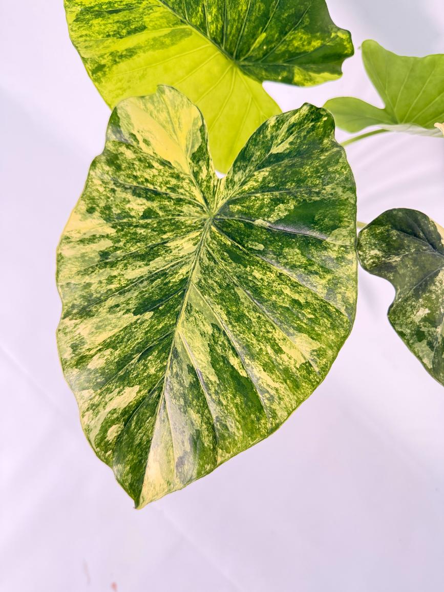 Alocasia Odora Variegata Aurea 03