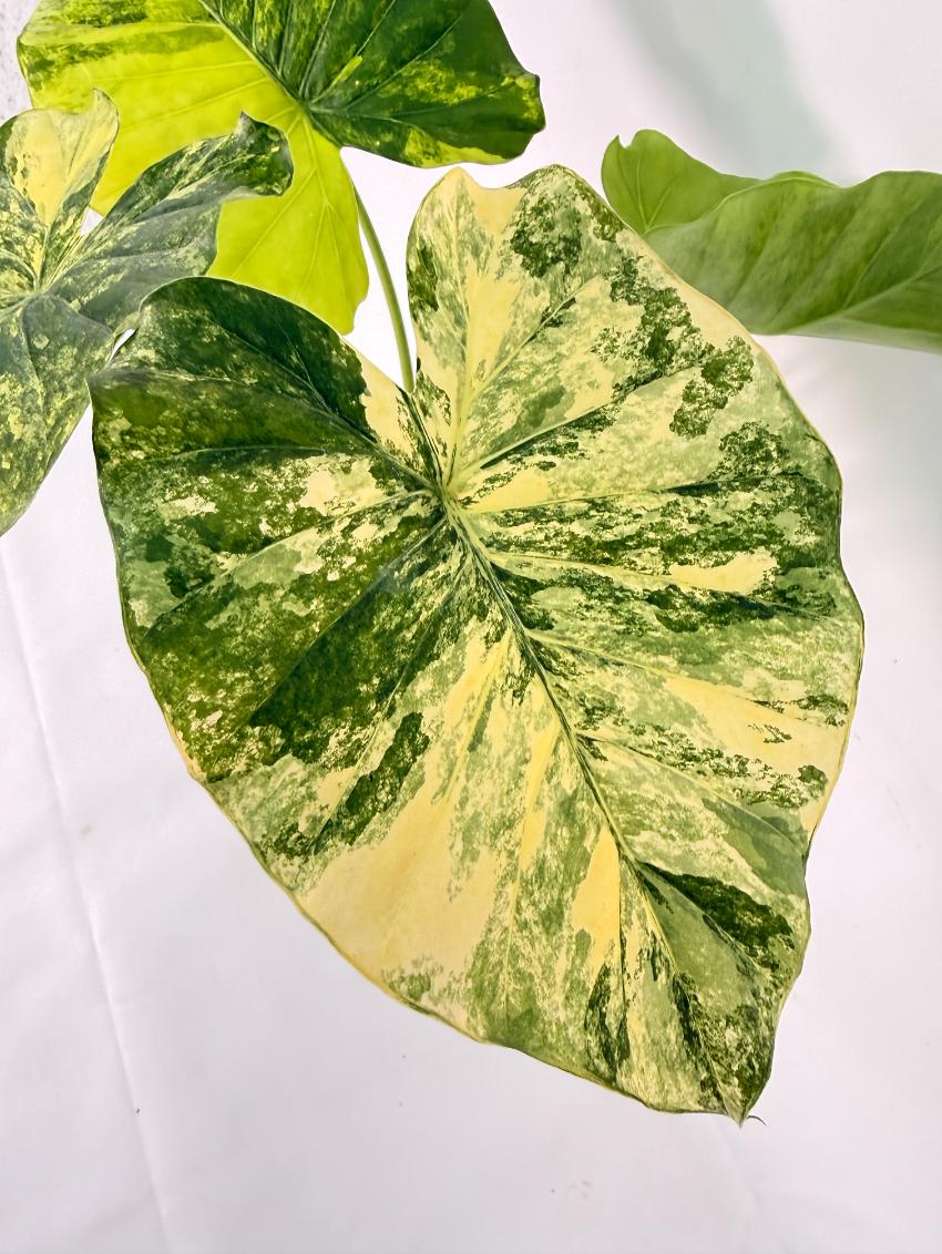 Alocasia Odora Variegata Aurea 04