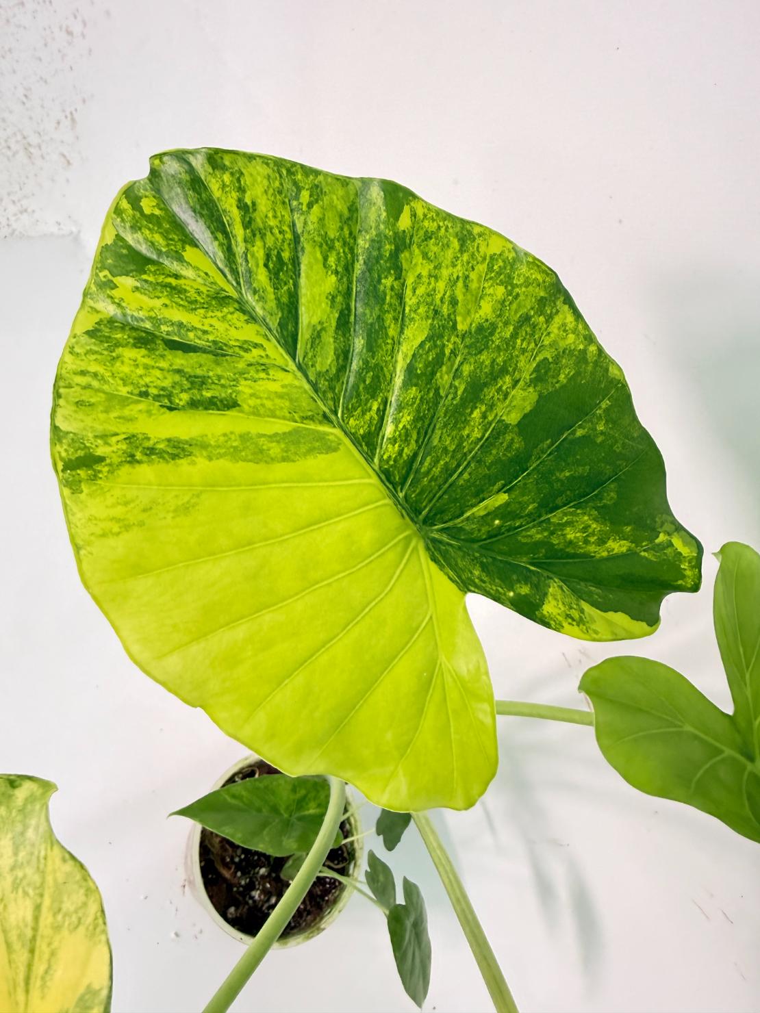 Alocasia Odora Variegata Aurea 05