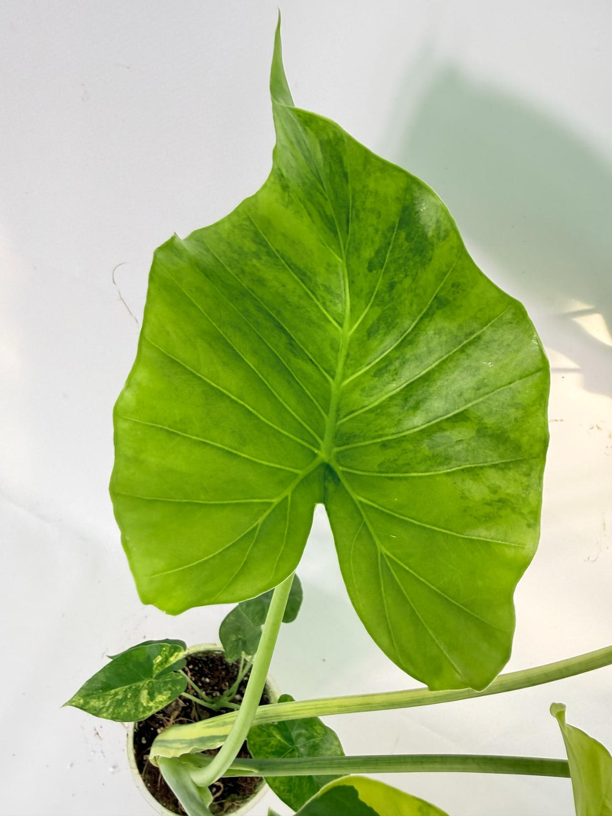 Alocasia Odora Variegata Aurea 06