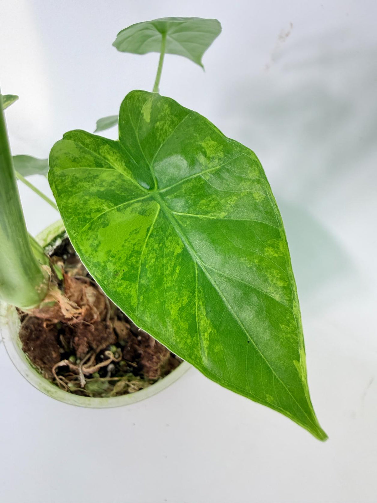 Alocasia Odora Variegata Aurea 07