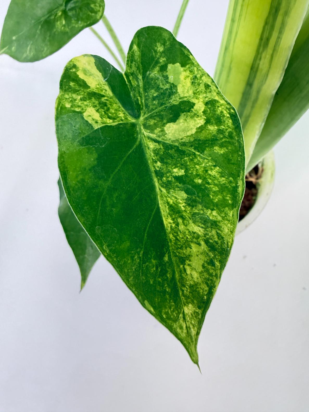 Alocasia Odora Variegata Aurea 08