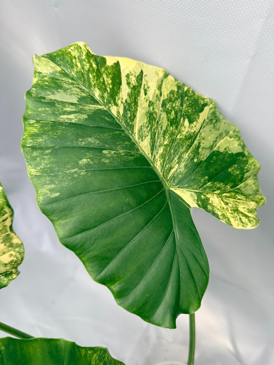 Alocasia Odora Variegata Aurea XL