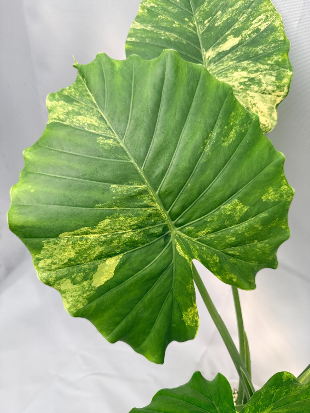Alocasia Odora Variegata Aurea XL
