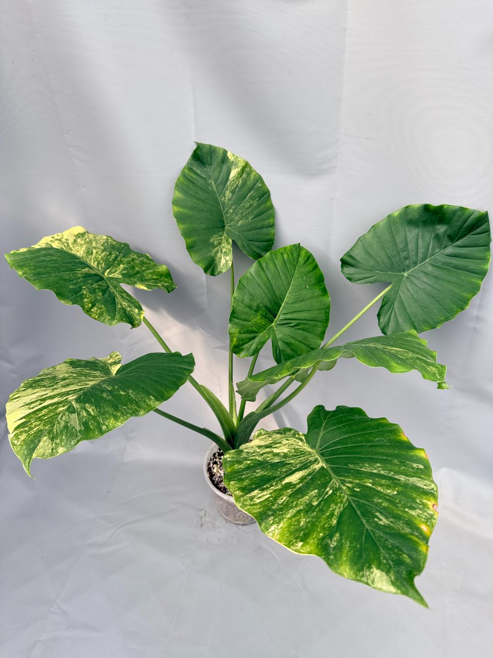 Alocasia Odora Variegata Aurea XL