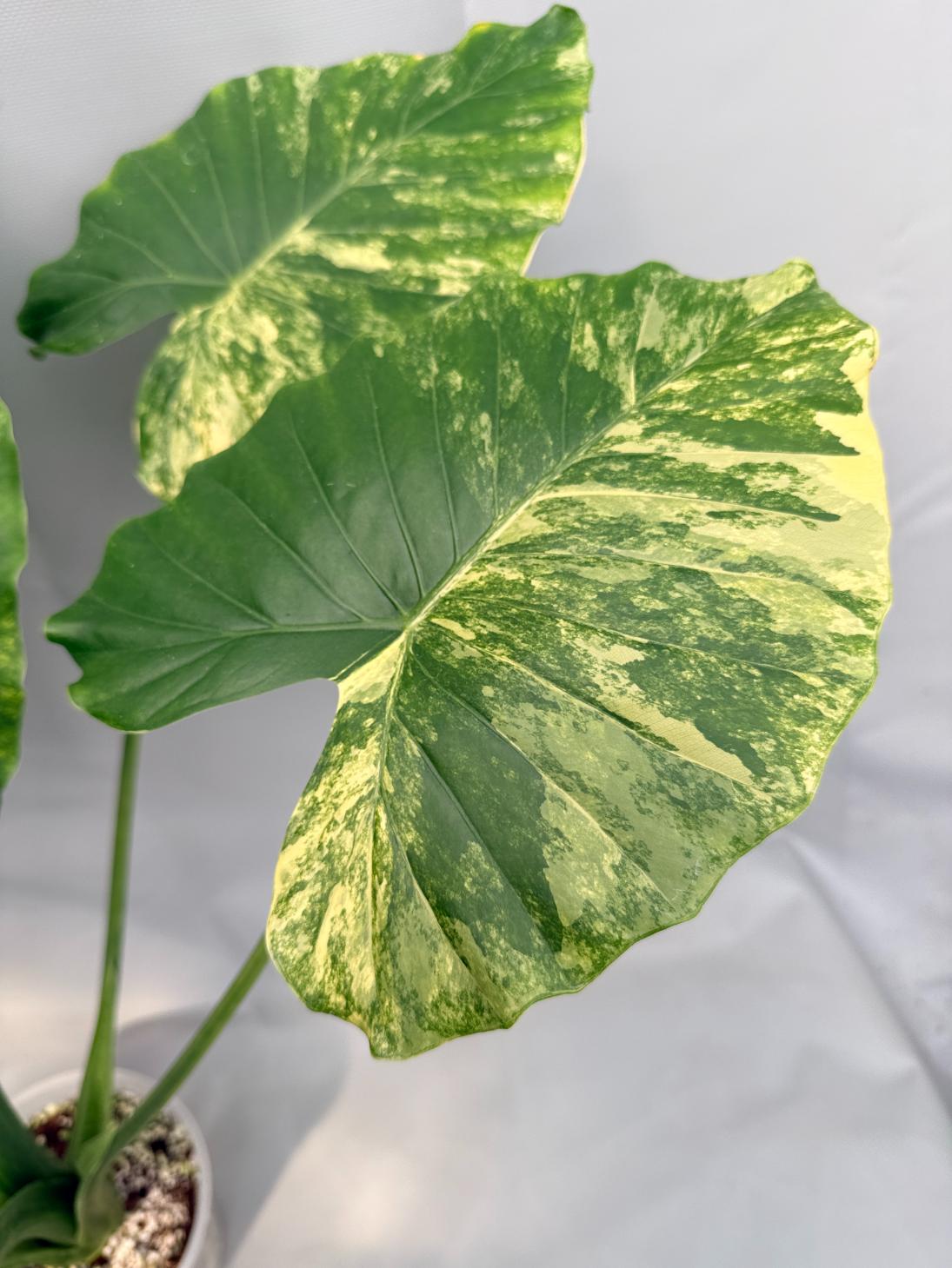 Alocasia Odora Variegata Aurea XL
