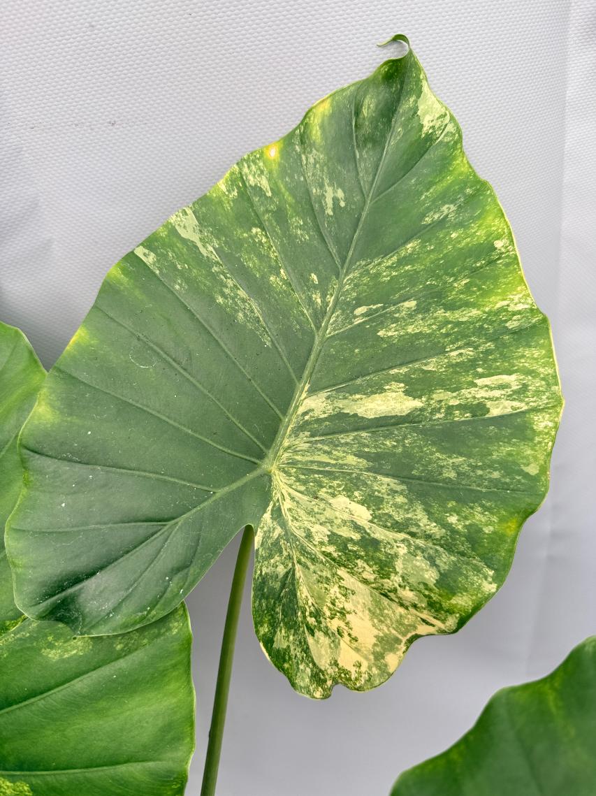 Alocasia Odora Variegata Aurea XL