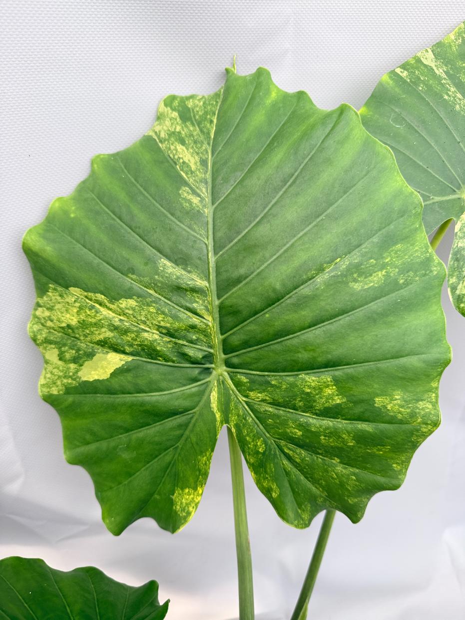 Alocasia Odora Variegata Aurea XL