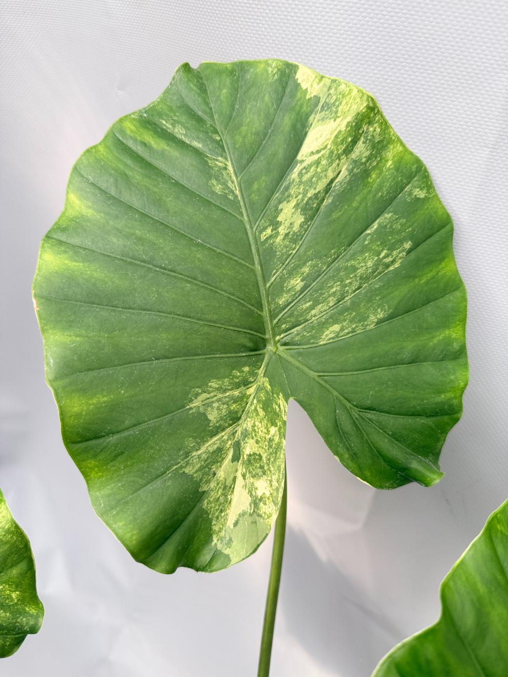 Alocasia Odora Variegata Aurea XL