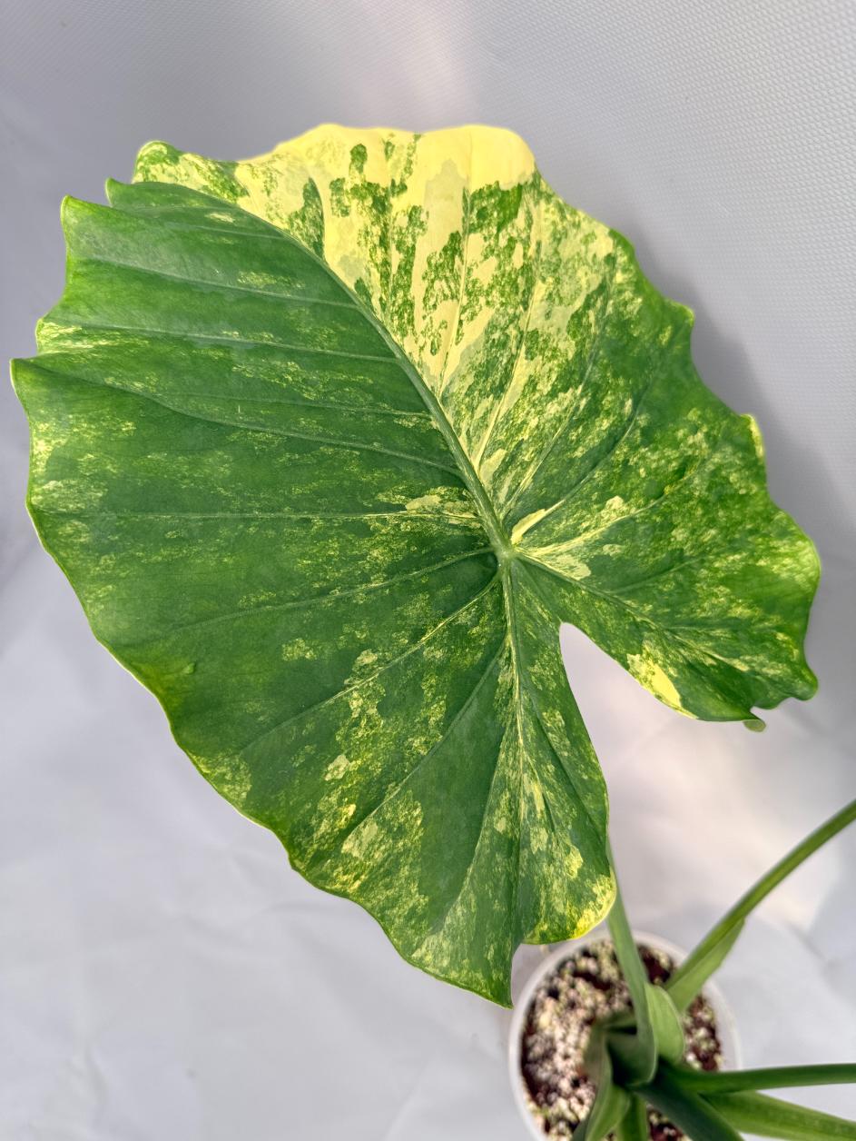 Alocasia Odora Variegata Aurea XL