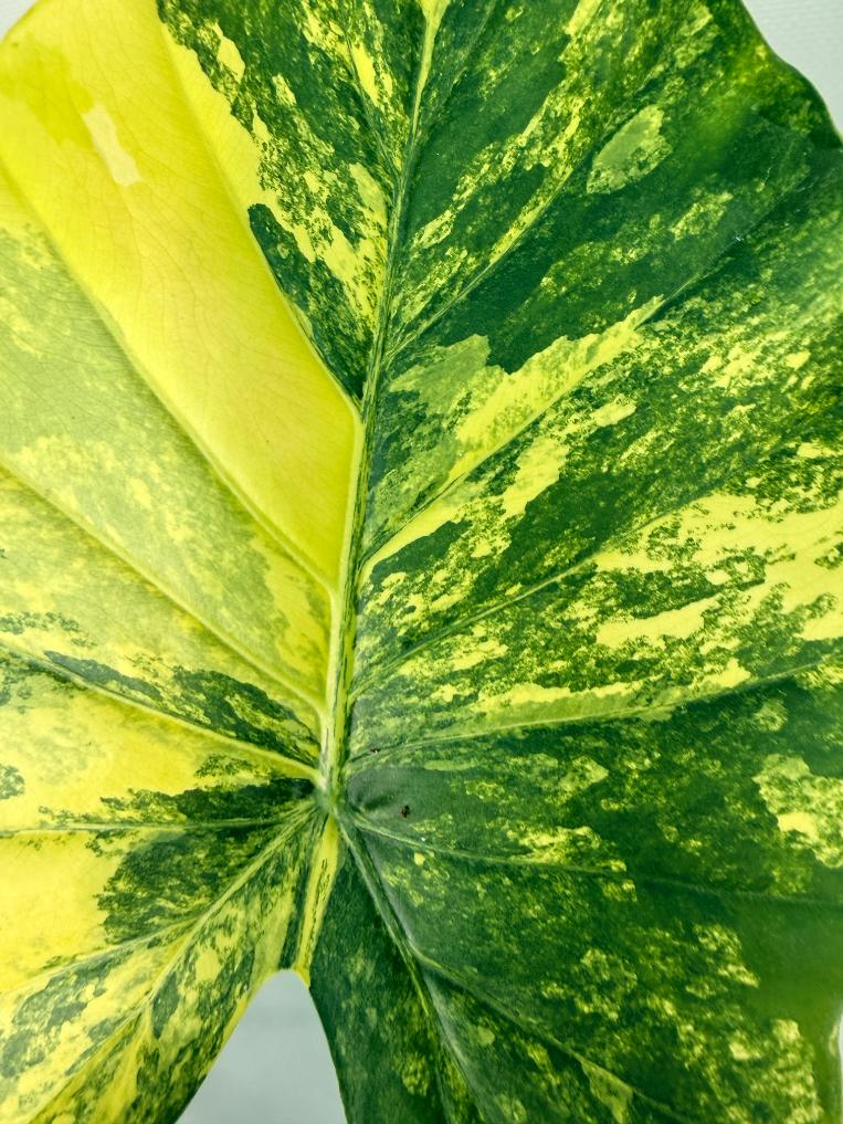 Alocasia Odora Variegata Aurea XL 2
