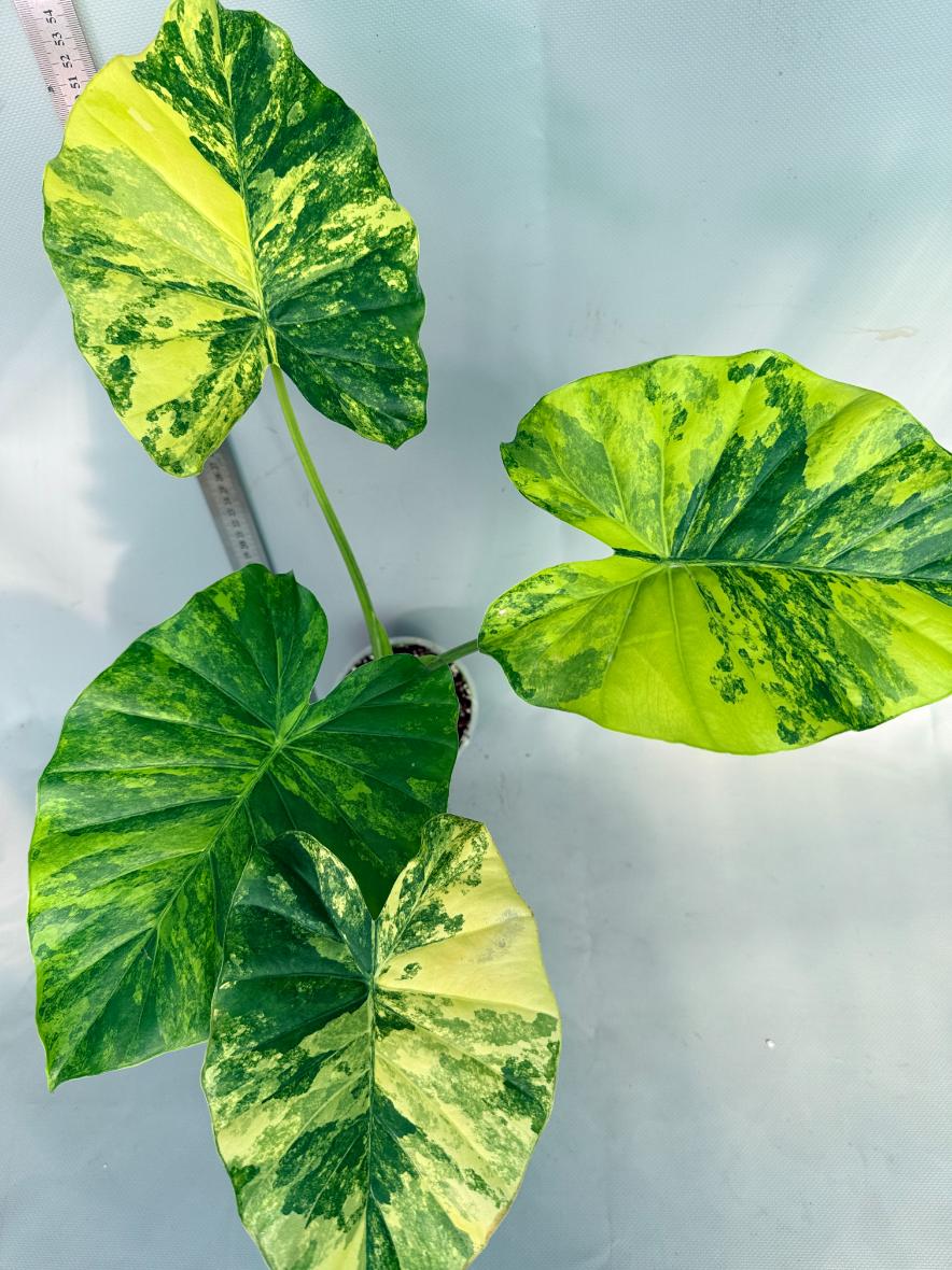 Alocasia Odora Variegata Aurea XL 3