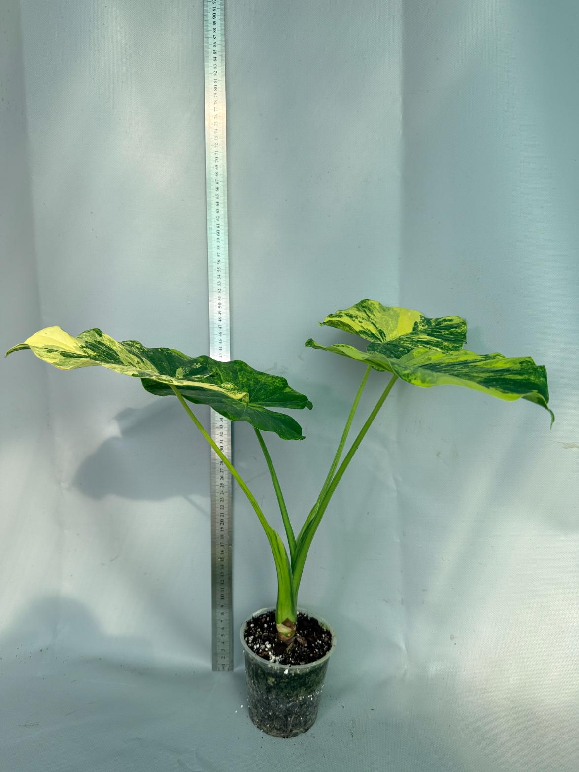 Alocasia Odora Variegata Aurea XL 10