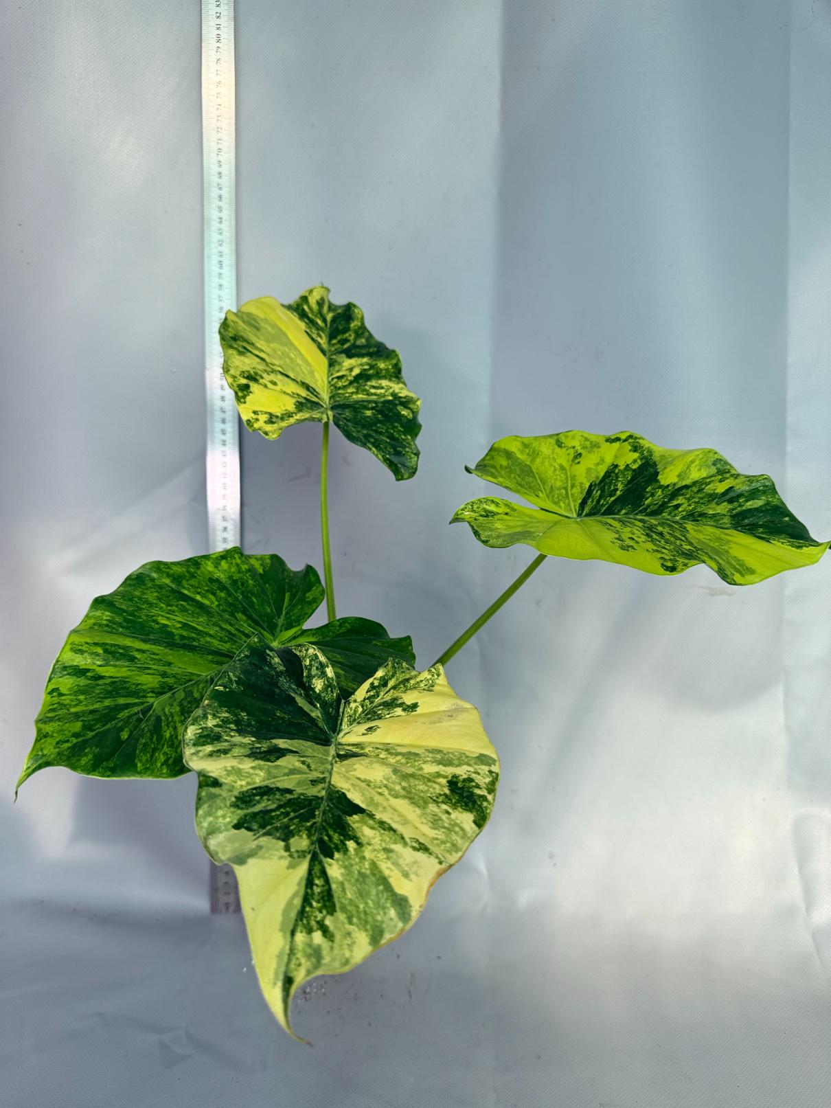 Alocasia Odora Variegata Aurea XL 8