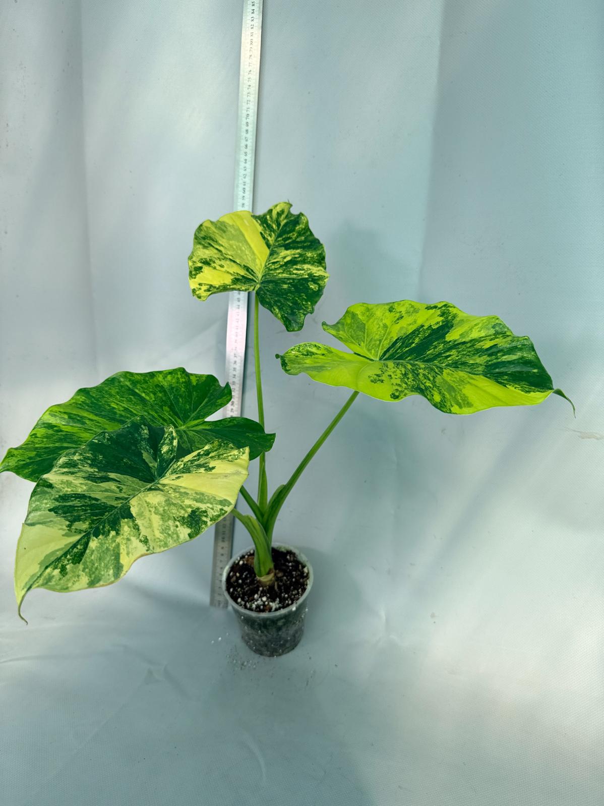 Alocasia Odora Variegata Aurea XL 1