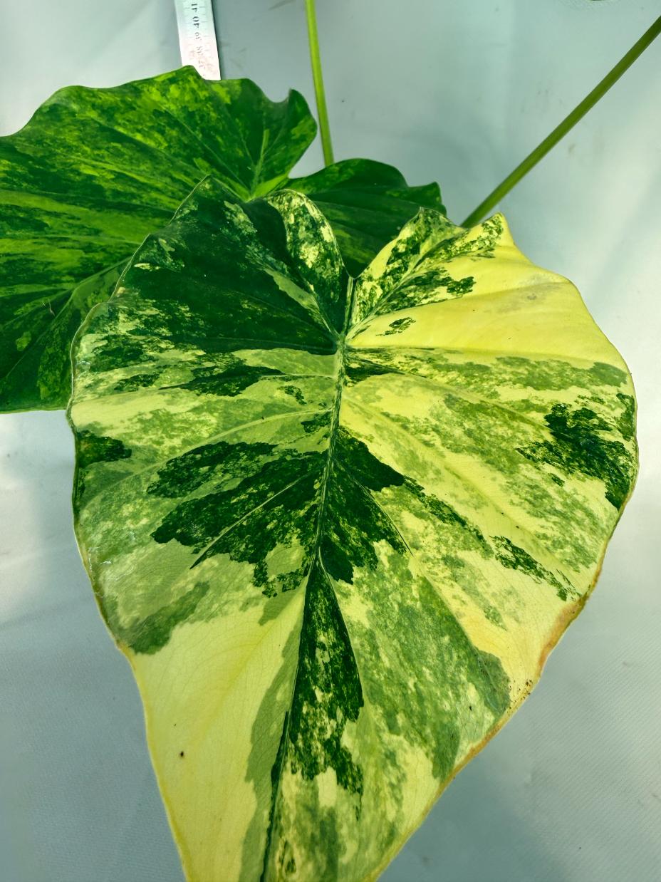 Alocasia Odora Variegata Aurea XL 5