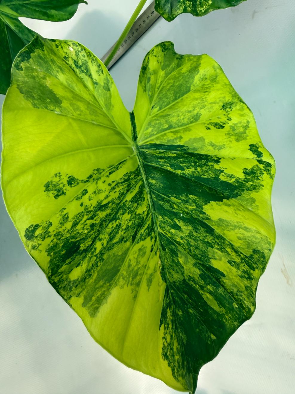 Alocasia Odora Variegata Aurea XL 4