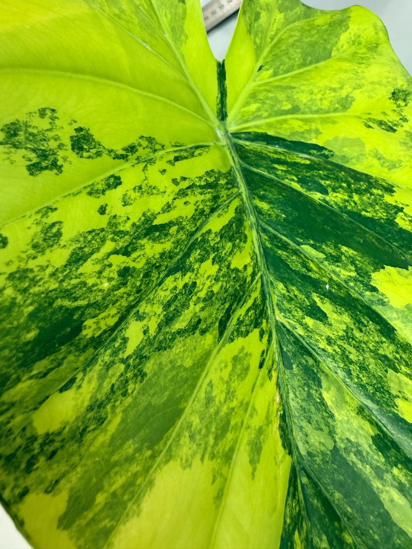 Alocasia Odora Variegata Aurea XL 6