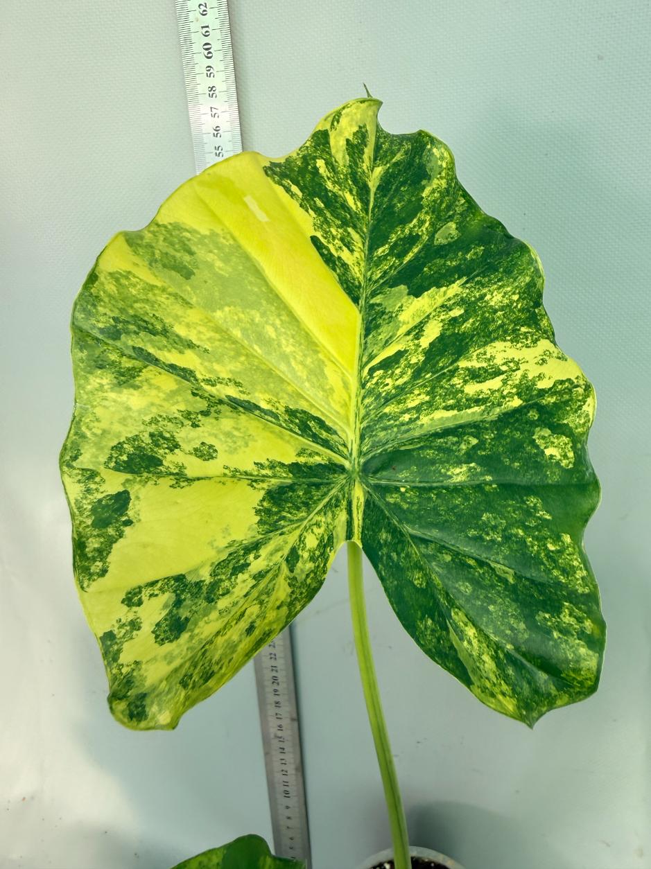 Alocasia Odora Variegata Aurea XL 7