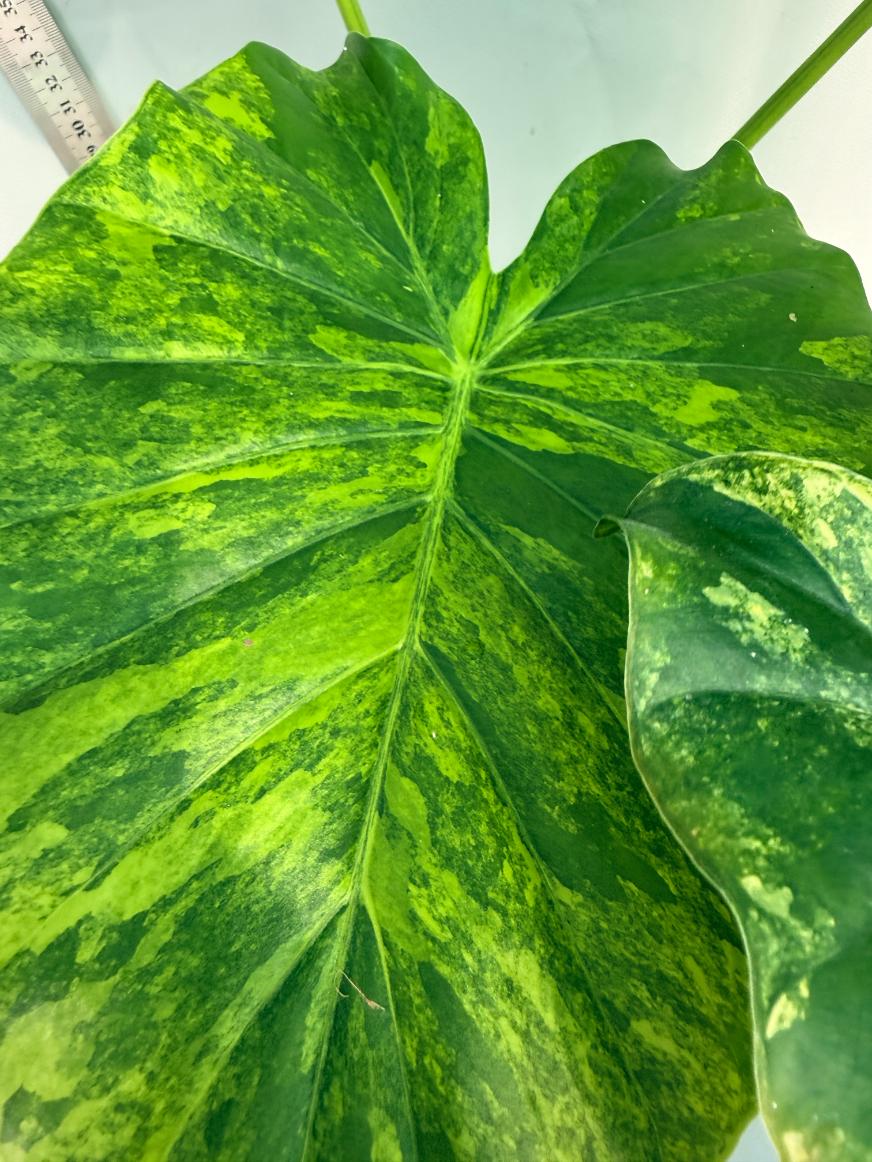 Alocasia Odora Variegata Aurea XL 9