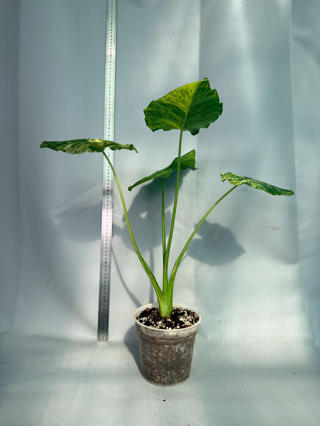 Alocasia Odora Variegata Aurea 11
