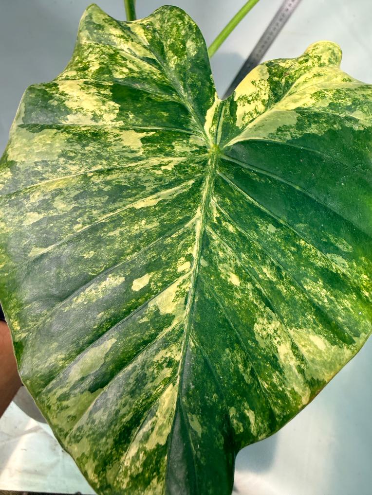 Alocasia Odora Variegata Aurea 8