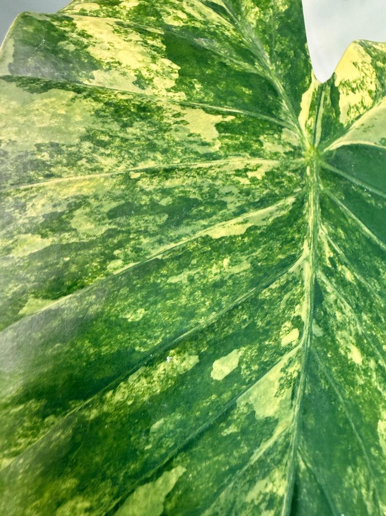 Alocasia Odora Variegata Aurea 9
