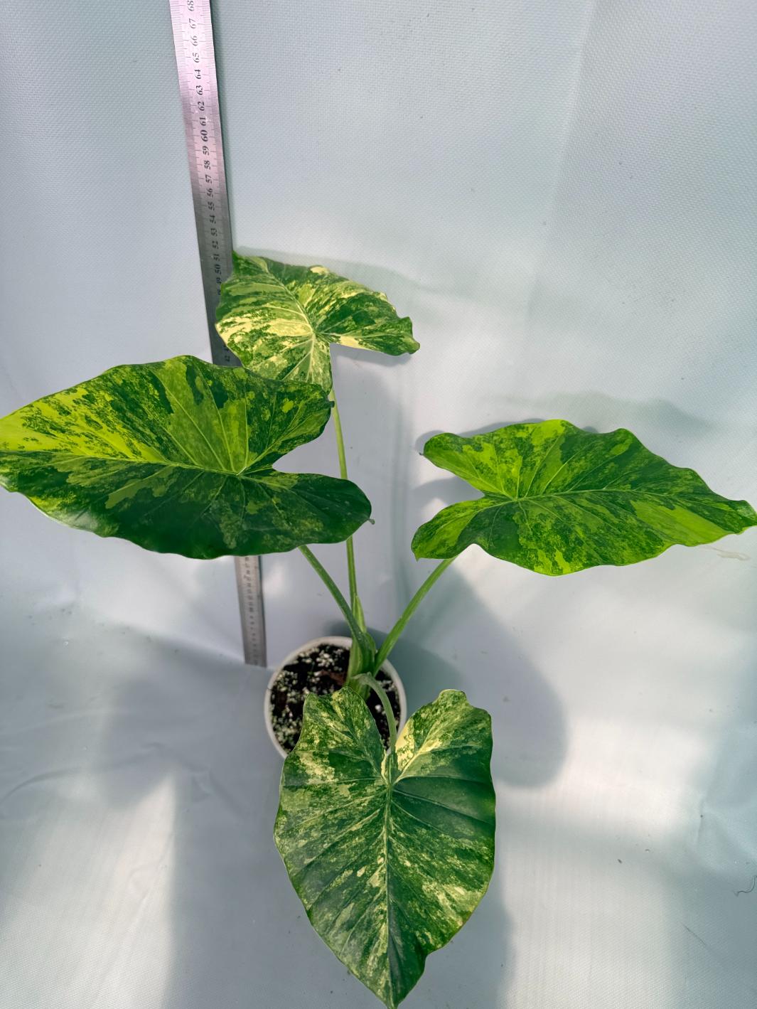 Alocasia Odora Variegata Aurea 10