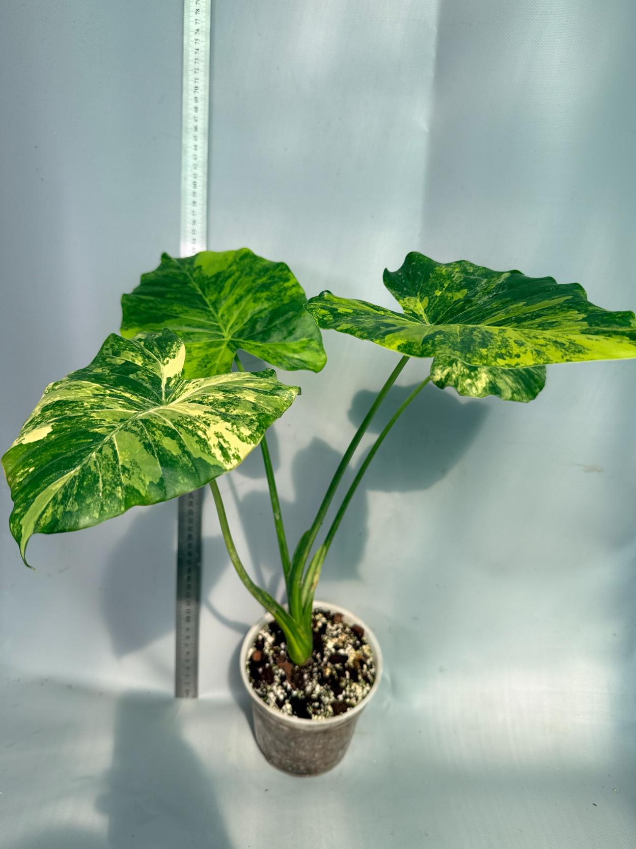 Alocasia Odora Variegata Aurea 1